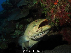 Grouper in cleaning station, Roatan, Honduras by Eric Addicott 